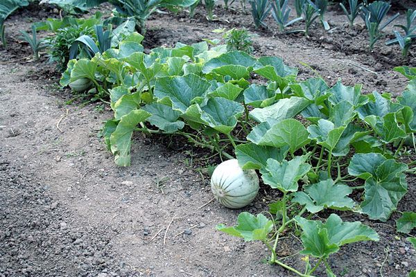  Und Melonen und Wassermelonen wachsen meistens