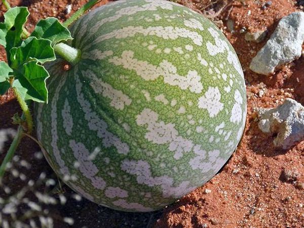  Des courges comme un sol nutritif et des parcelles de terrain ensoleillées