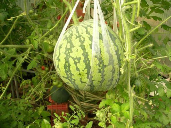  Um die Belastung der Peitsche zu reduzieren, können die Früchte ins Netz gehängt werden.