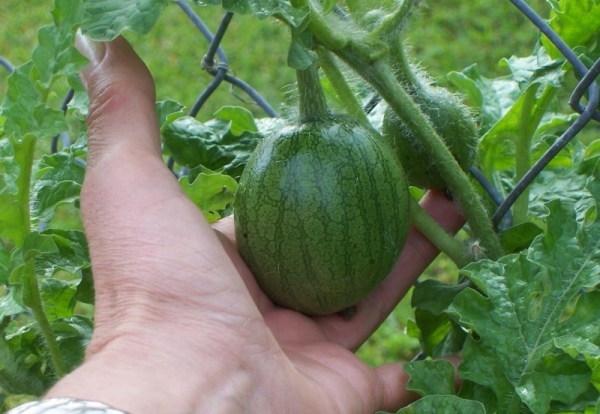  Le pincement vous permet d’envoyer toute l’énergie nécessaire à la formation du fruit plutôt que de créer un excès de masse verte.