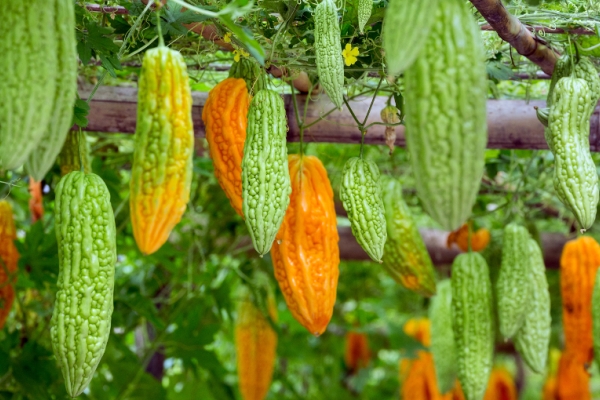  La récolte des fruits a lieu 2 semaines après la formation de la vigne.