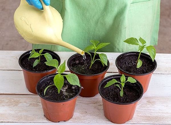  Saupoudrer les plants de poivron pendant que le sol sèche.