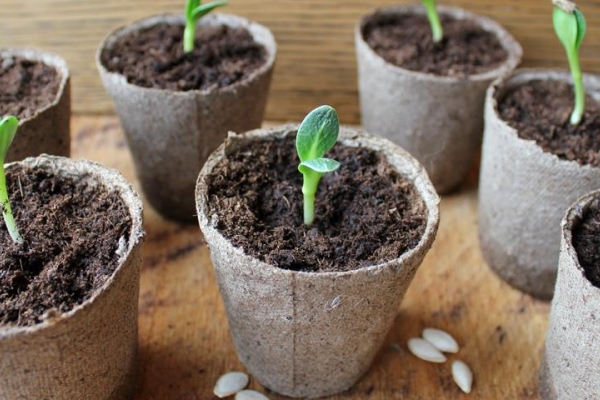  Il est nécessaire de planter les graines immédiatement dans des coupes séparées, les pousses de marinage durant très mal