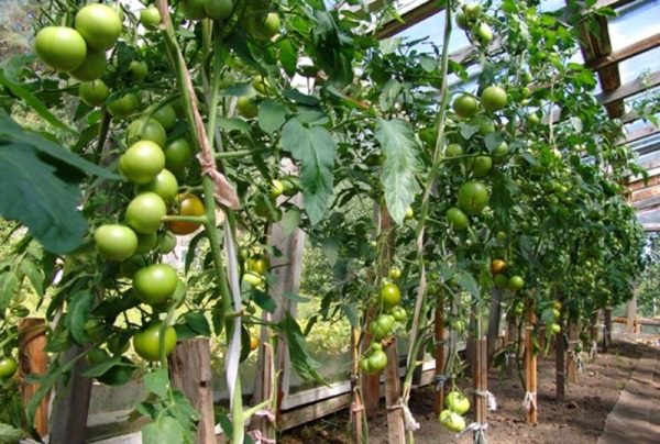  Wenn Sie eine Blagovest-Tomate im Gewächshaus anbauen, können Sie mit einem Busch bis zu 5 kg Tomaten bekommen