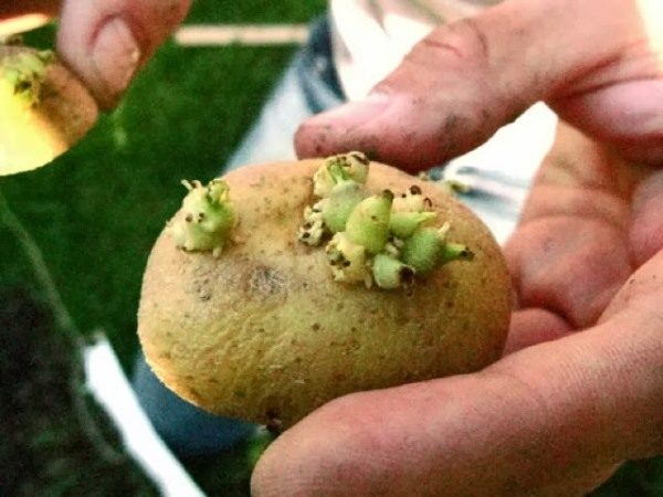  Première règle de sélection du matériel de semence - les tubercules des plantes malades et faibles ne sont pas laissés à la reproduction