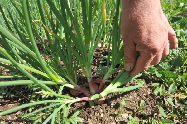  Die Ernte sollte Ende August und Anfang September erfolgen