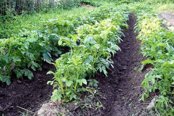  Les pommes de terre sont un bon précurseur des carottes