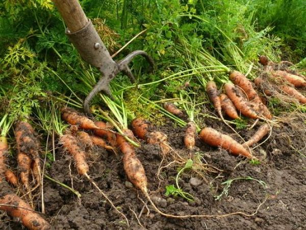  Les carottes longues sont idéales pour les fourchettes