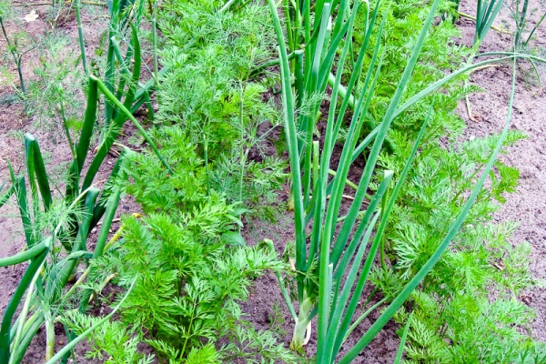  Planter des oignons et des carottes sur le même lit: avantages, méthodes