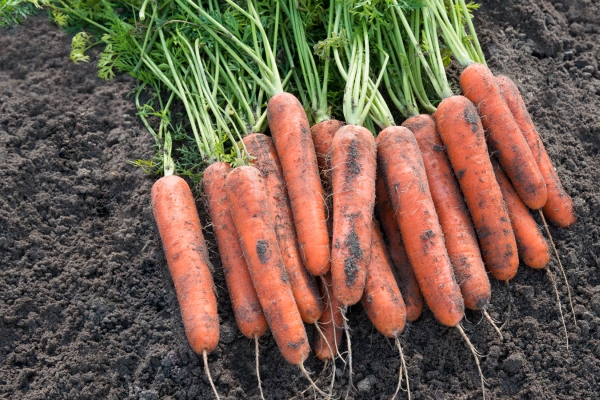  Carottes Samson: description et caractéristiques, avantages et inconvénients, plantation, entretien, conservation