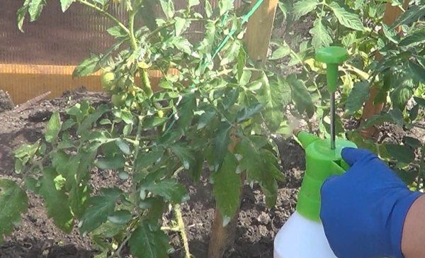  Behandlung von Tomatenbüschen bei Pilzkrankheiten