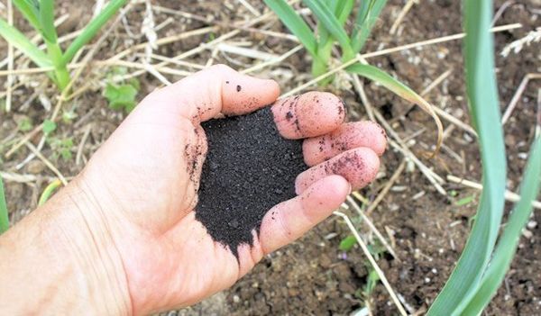  Top Dressing Knoblauch im Frühjahr