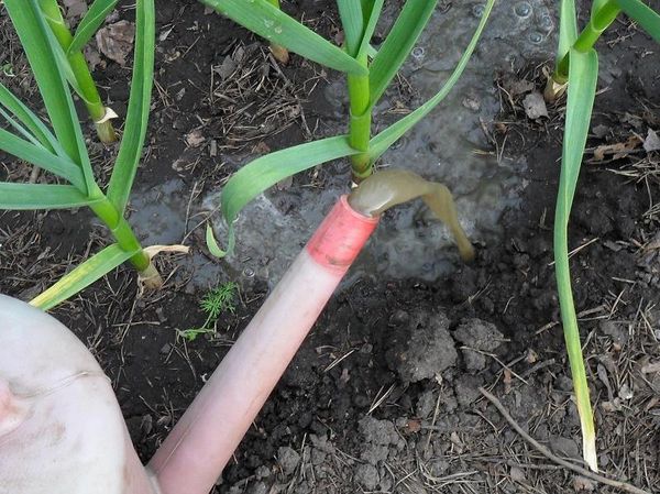  Knoblauch reagiert am besten auf organische Düngemittel.