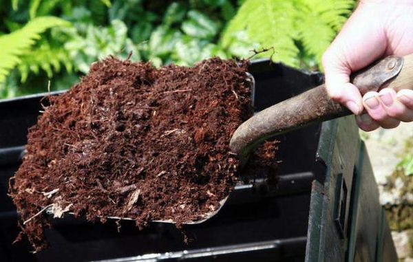  Le compost peut être utilisé pour enrichir le sol.