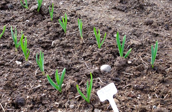  Beim Anpflanzen von Knoblauch vor den Wintertrieben gibt er im Frühjahr nach