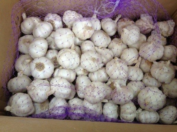  Knoblauch im Gitter für die Umsetzung