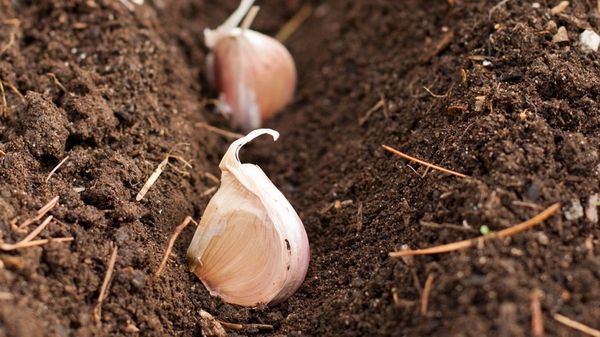  Knoblauch im Frühjahr pflanzen