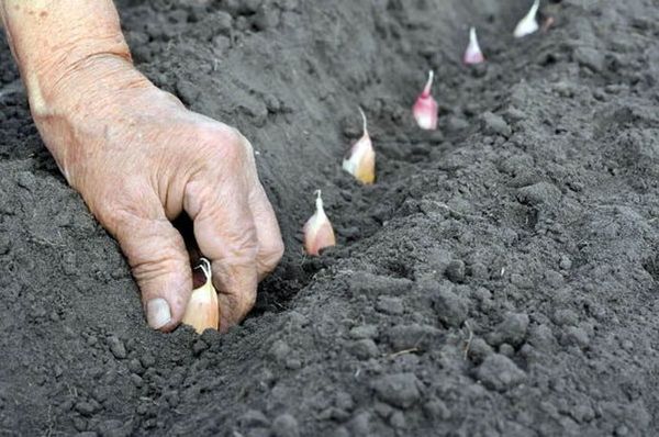  Winter Knoblauch wird von Ende September bis Anfang Oktober gepflanzt