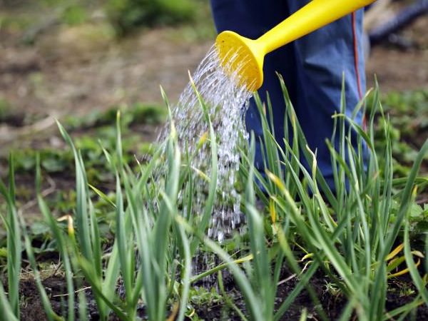  Pour se protéger contre les maladies, des fongicides sont pulvérisés au printemps.