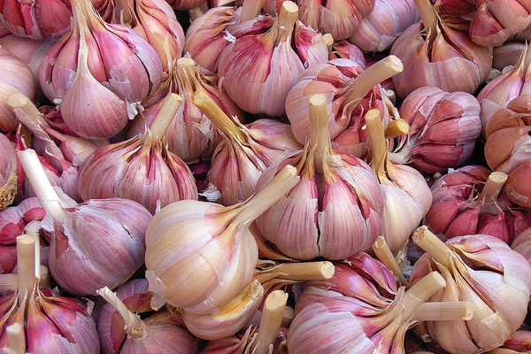  Knoblauch wird zur Behandlung vieler Krankheiten verwendet.