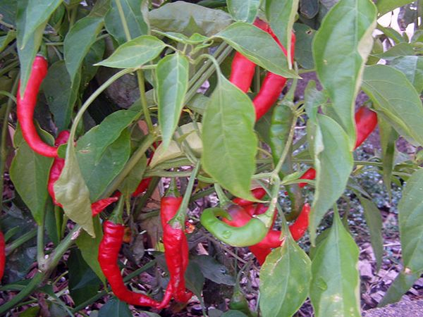  Chili-Busch hat ellipsenförmige Blättchen