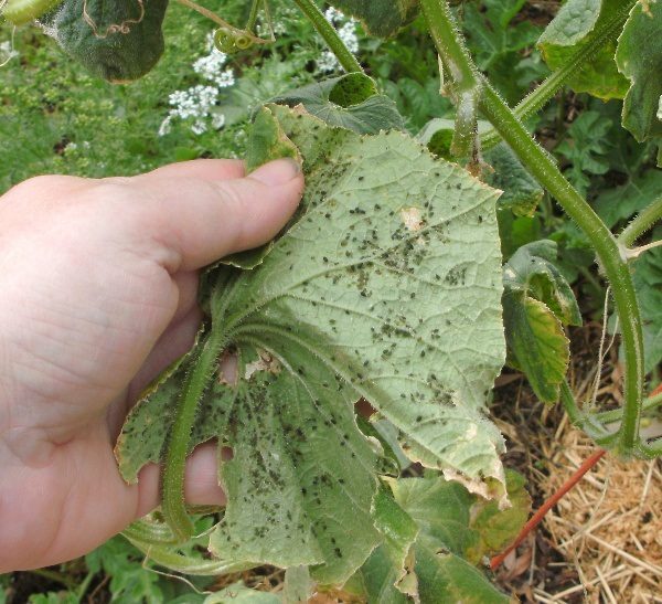  Gurkenbusch von Melonengummi getroffen