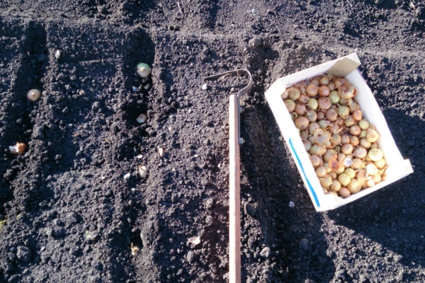  La plantation des variétés Hercules en pleine terre est faite en avril-mai