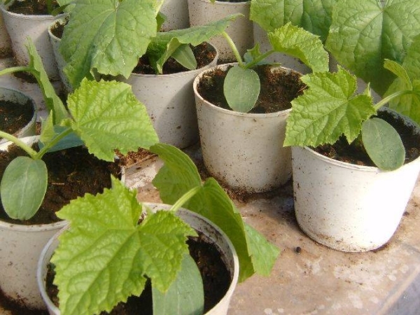  7 à 10 jours avant la plantation de semis en pleine terre, il est nécessaire de suivre des procédures pour le durcissement des semis.