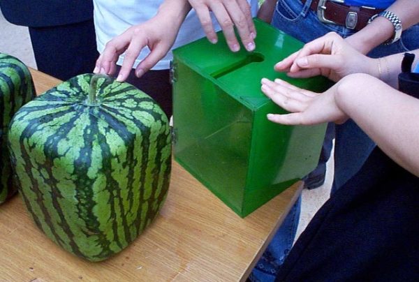  Melon d'eau carré sur la table se bouchent