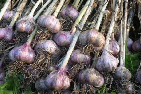  Der Knoblauch, der aus den Broschen gepflanzt wurde, wächst 2 Jahre hintereinander an einer Stelle, woraufhin ein reifer Kopf mit Zähnen aus dem Boden gegraben wird