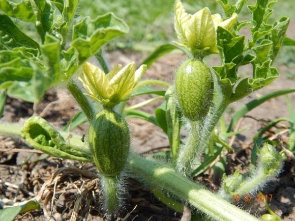  Der erste Wassermelonen-Eierstock Chill