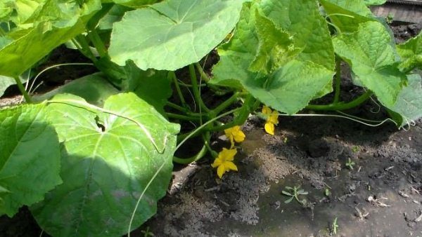  Auf Bergrücken im Freiland sollte an trockenen Tagen eine intensivere Bewässerung erfolgen.