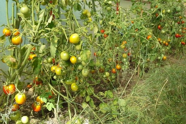  Les tomates Zotolay Andromeda ont une tige épaisse et de gros fruits ronds