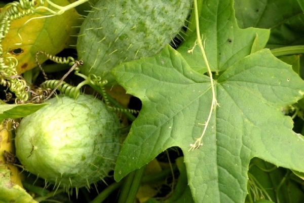  Jährliche Pflanze der Kürbisfamilie, Blüte von Juni bis September