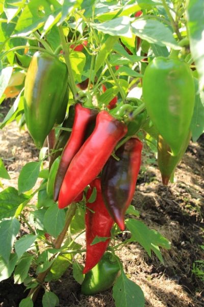  Poivron rouge sur un buisson de cépage