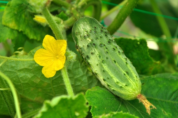  La variété mûrit tôt, les fruits sont conservés longtemps, leur but est universel