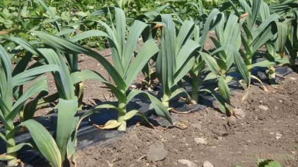  Zwiebel Knoblauch Rokombol auf dem Gartengrundstück