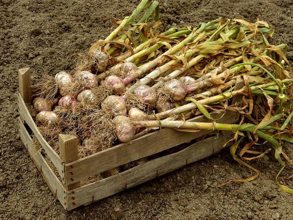  Reifer Knoblauch nach der Ernte