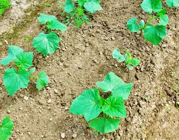  Der Abstand zwischen den Büschen der Gurke Herman muss mindestens 30 cm betragen