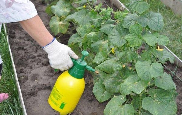  Um eine zweite Ernte zu erhalten, können Sie Blattverbände verwenden.