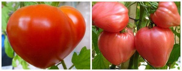  Mid-season-Sorte Tomaten Budenovka