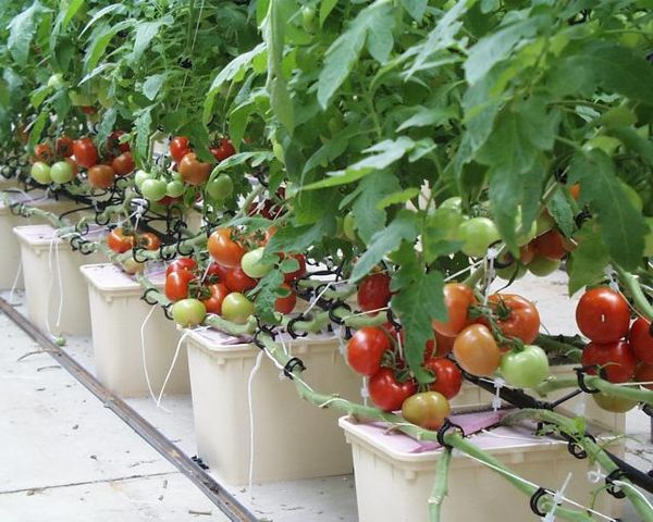  Les tomates doivent être récoltées à maturité.