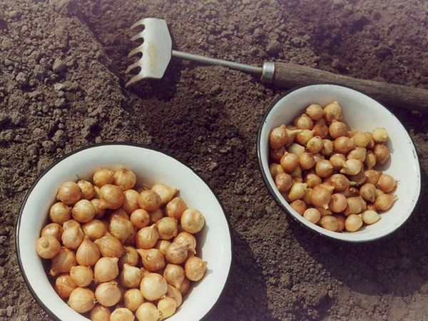  Odintsovts - eine der geeigneten Zwiebelsorten für den Kopfwuchs