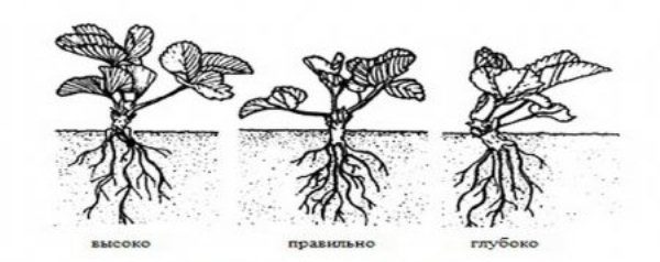  Schema der richtigen Erdbeerpflanzung