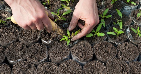  Probenahme von Tomatensämlingen in separaten Töpfen