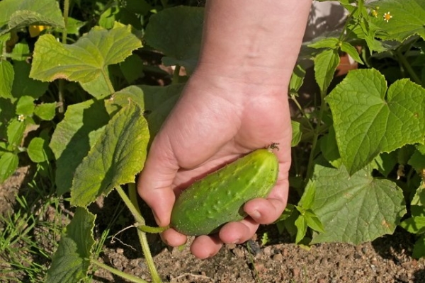  Die Ernte sollte mindestens dreimal pro Woche gesammelt werden