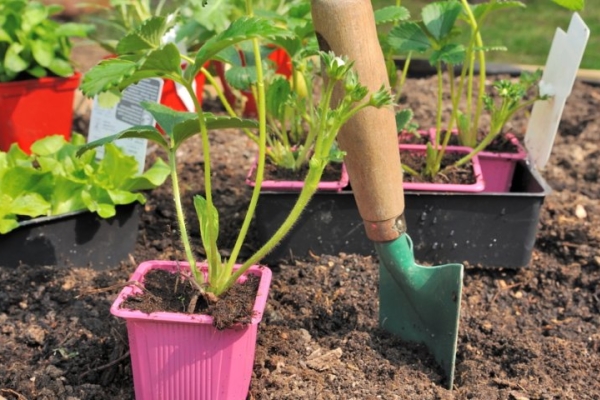  Plants plantés dans le sol début mai