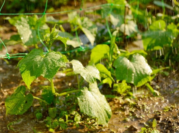  Arroser tous les 1-2 jours par aspersion ou goutte à goutte