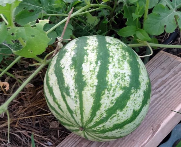  Wassermelone hautnah