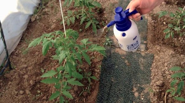  Top-Dressing von Tomaten mit Jod